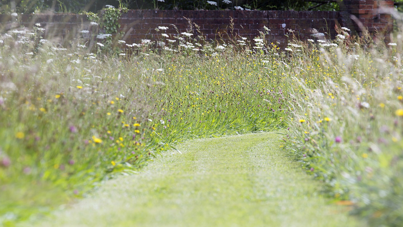 Lange Rasenfläche, Wiesengarten, gemähter Weg