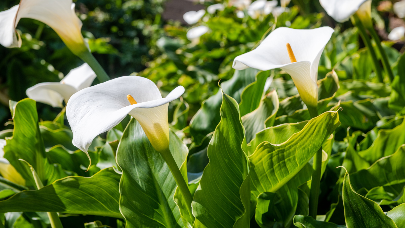 Vermehren sich Calla-Lilien? 