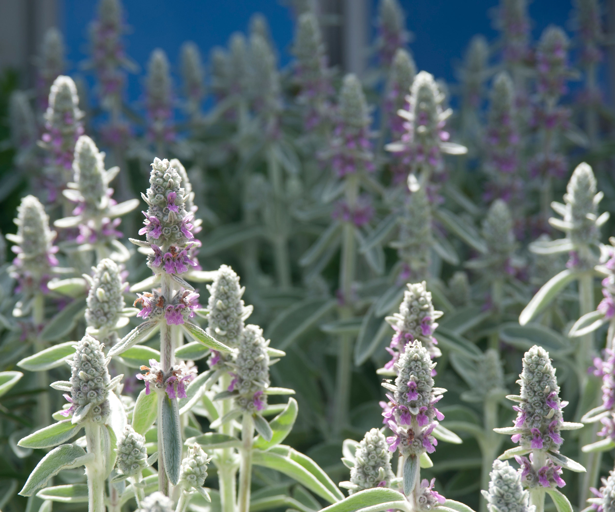 Stachys byzantina (Lammohren)