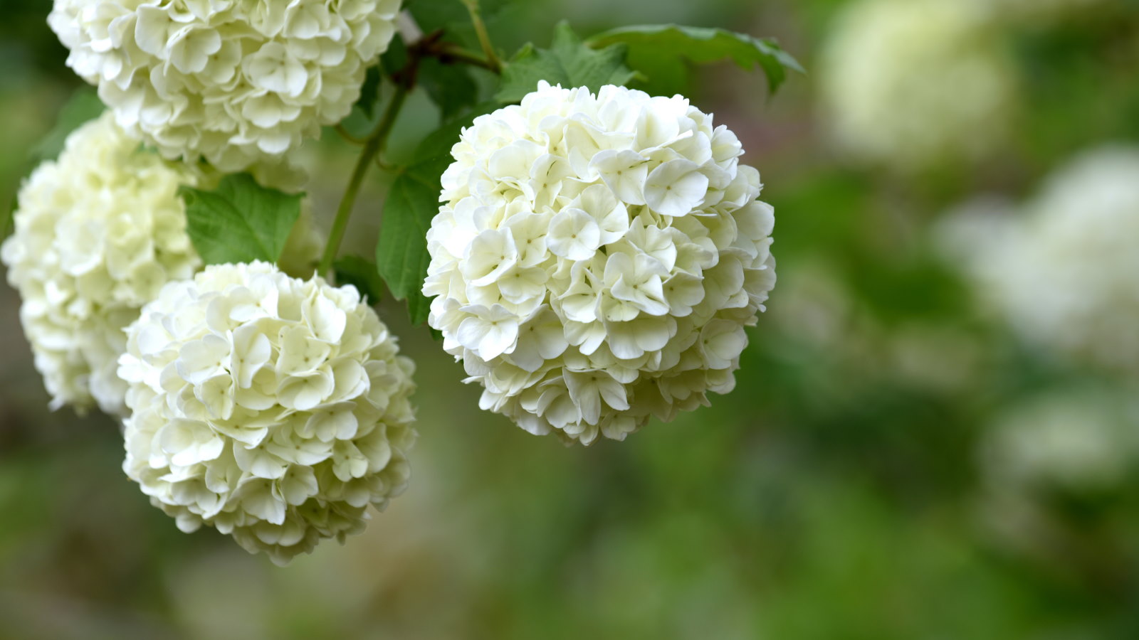 Eine Nahaufnahme einer Gruppe kugelförmiger weißer Blüten auf einem Schneeball-Viburnum-Strauch