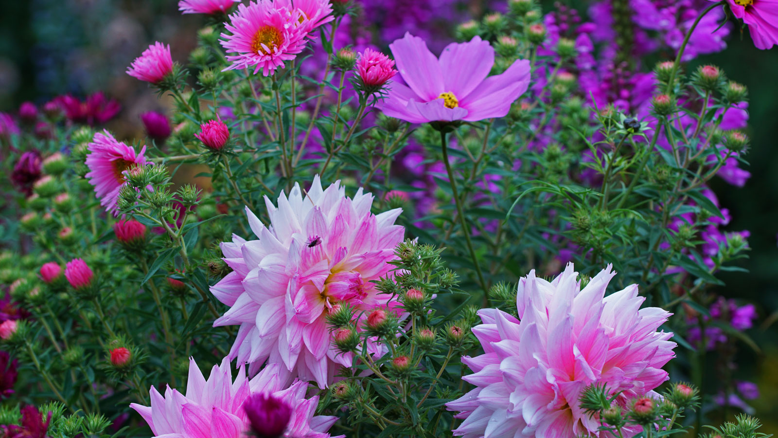 Blumenbeet im Sommer mit rosa Dahlien, rosa Kosmos und rosa Astern