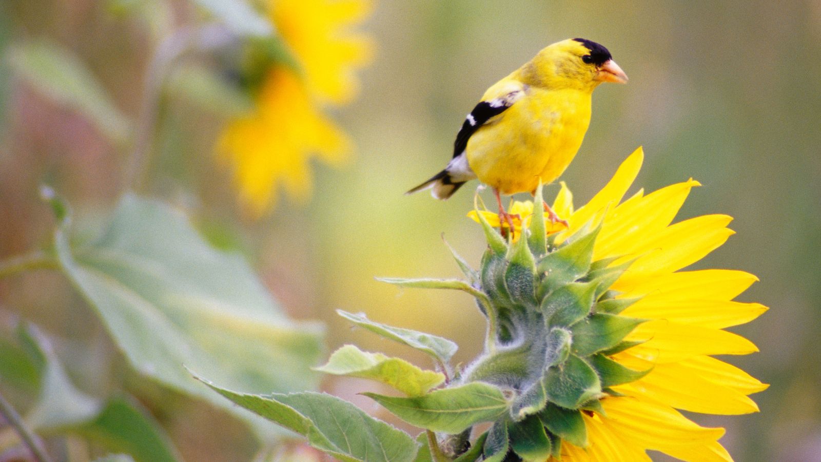 Gelber Vogel, der auf einer Sonnenblume hockt