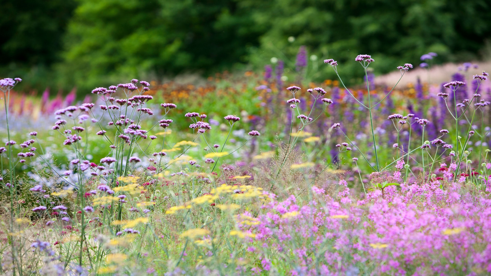 Piet Oudolf Design Pensthorpe Norfolk, mehrjährige Bepflanzung