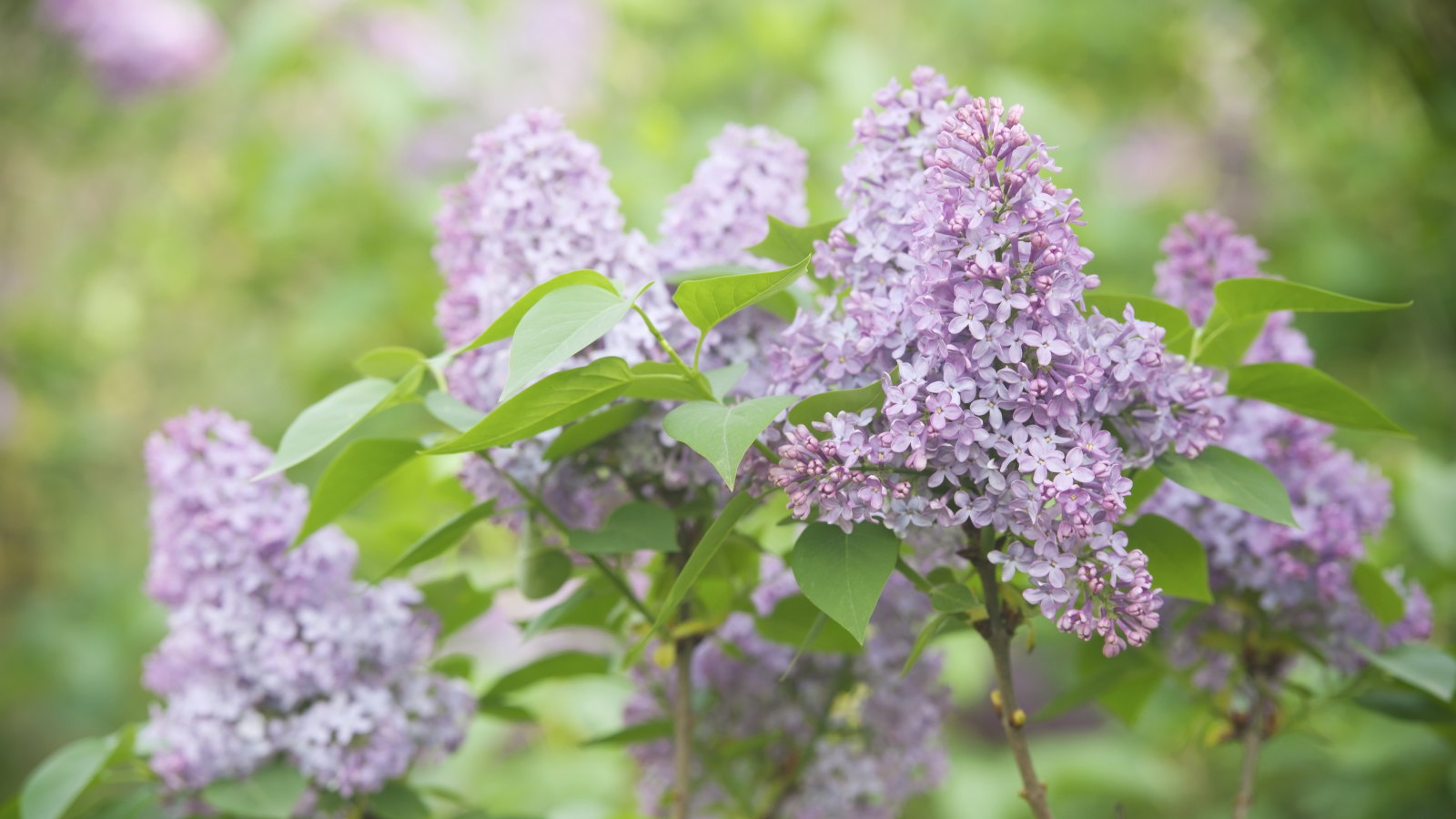 Ein Büschel rosa Flieder blüht an einem Strauch im Sonnenschein
