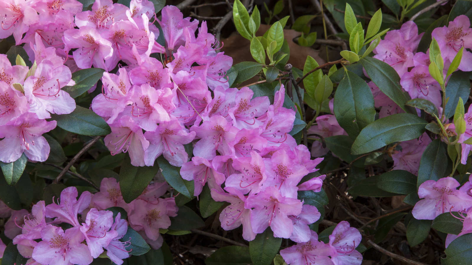 Rosafarbene Rhododendronblüten blühen