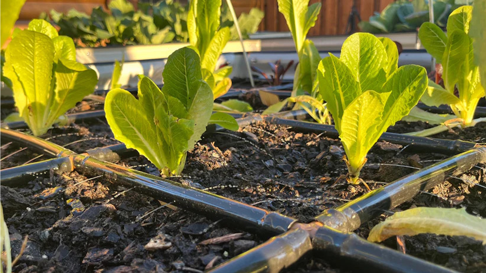 Garten im Minuten-Gartengitter