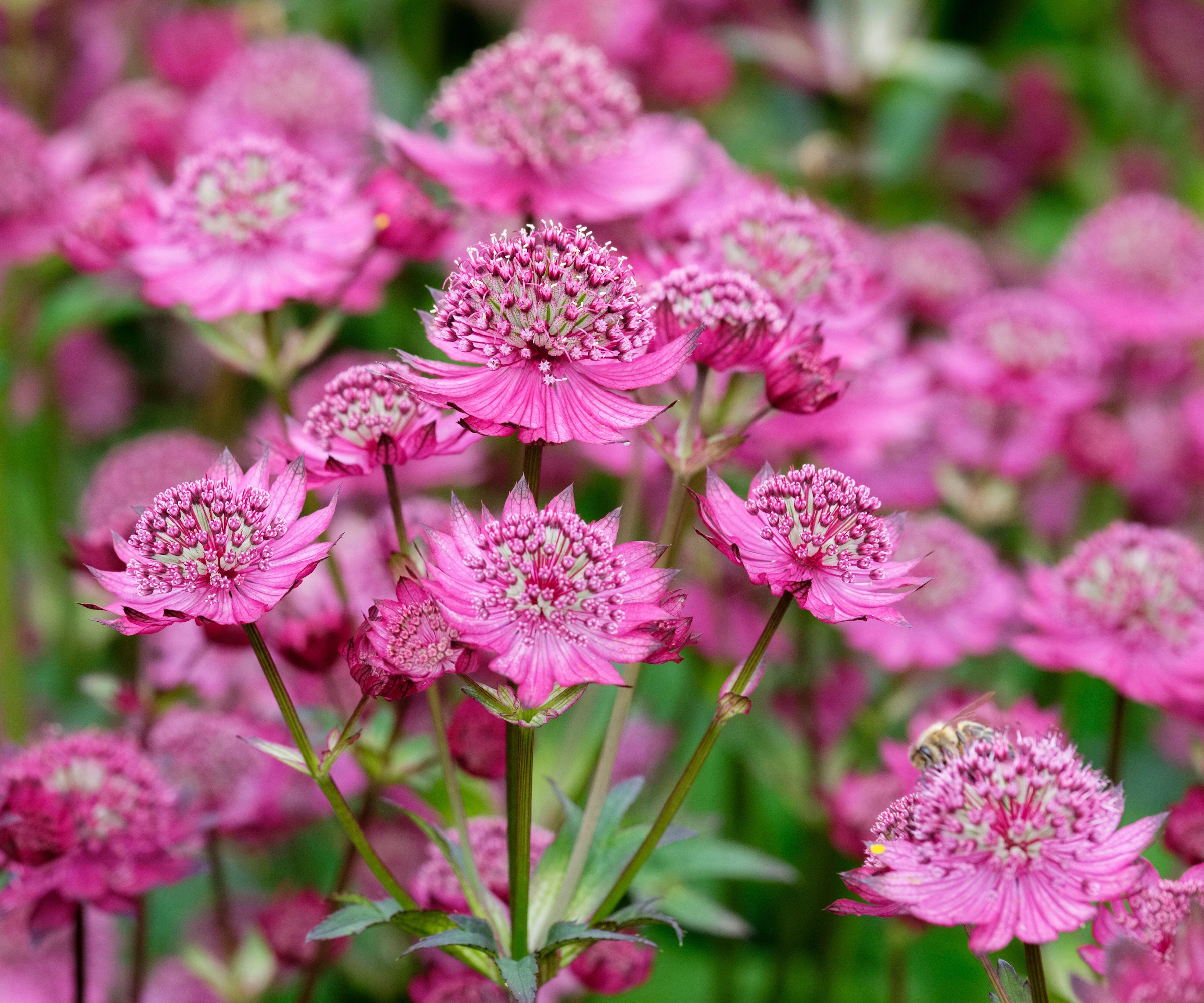 Astrantia Major 'Gill Richardson' (Großer Meisterwurz).
