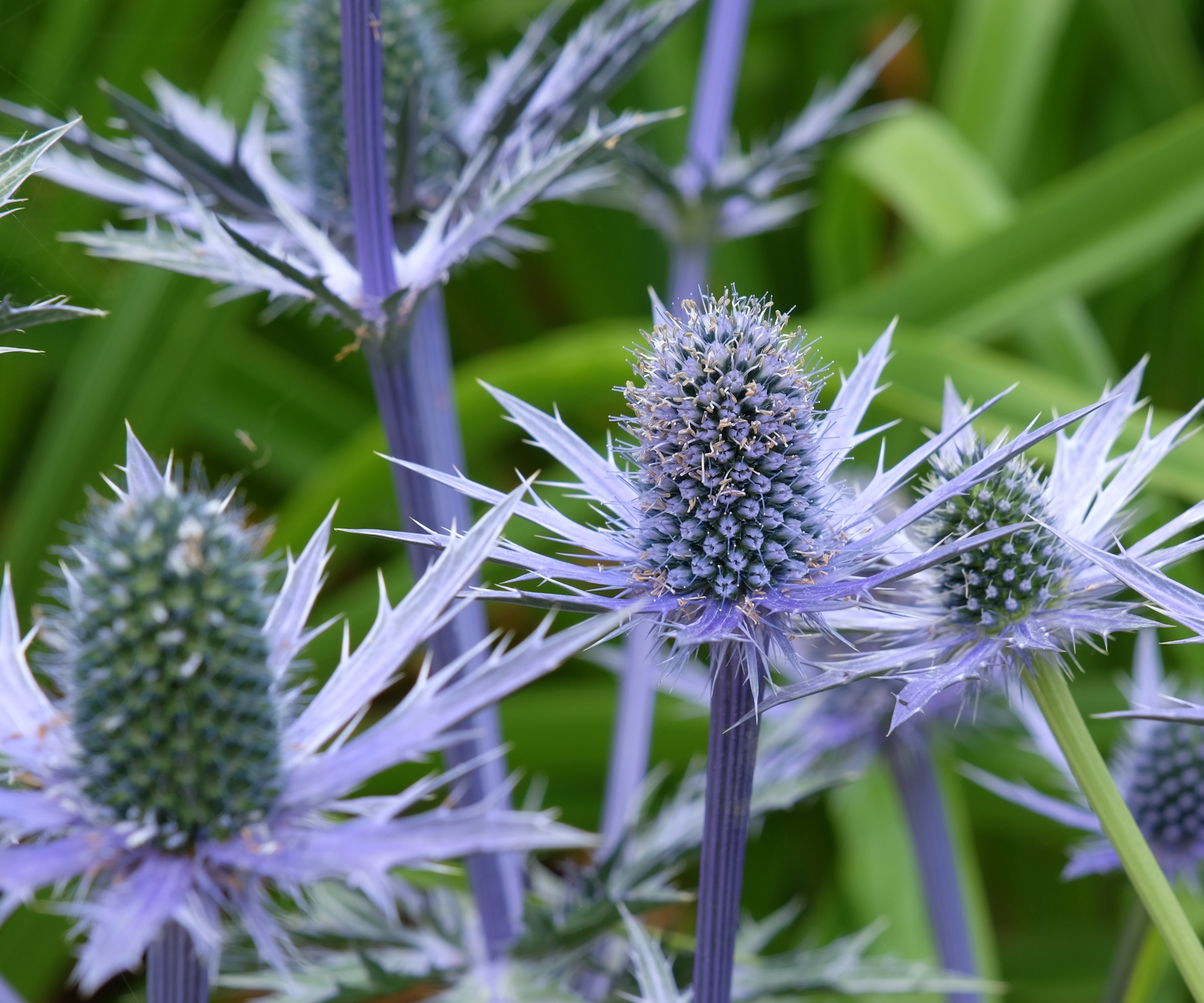 Eryngium x zabelii oder Strandstechpalme Big Blue
