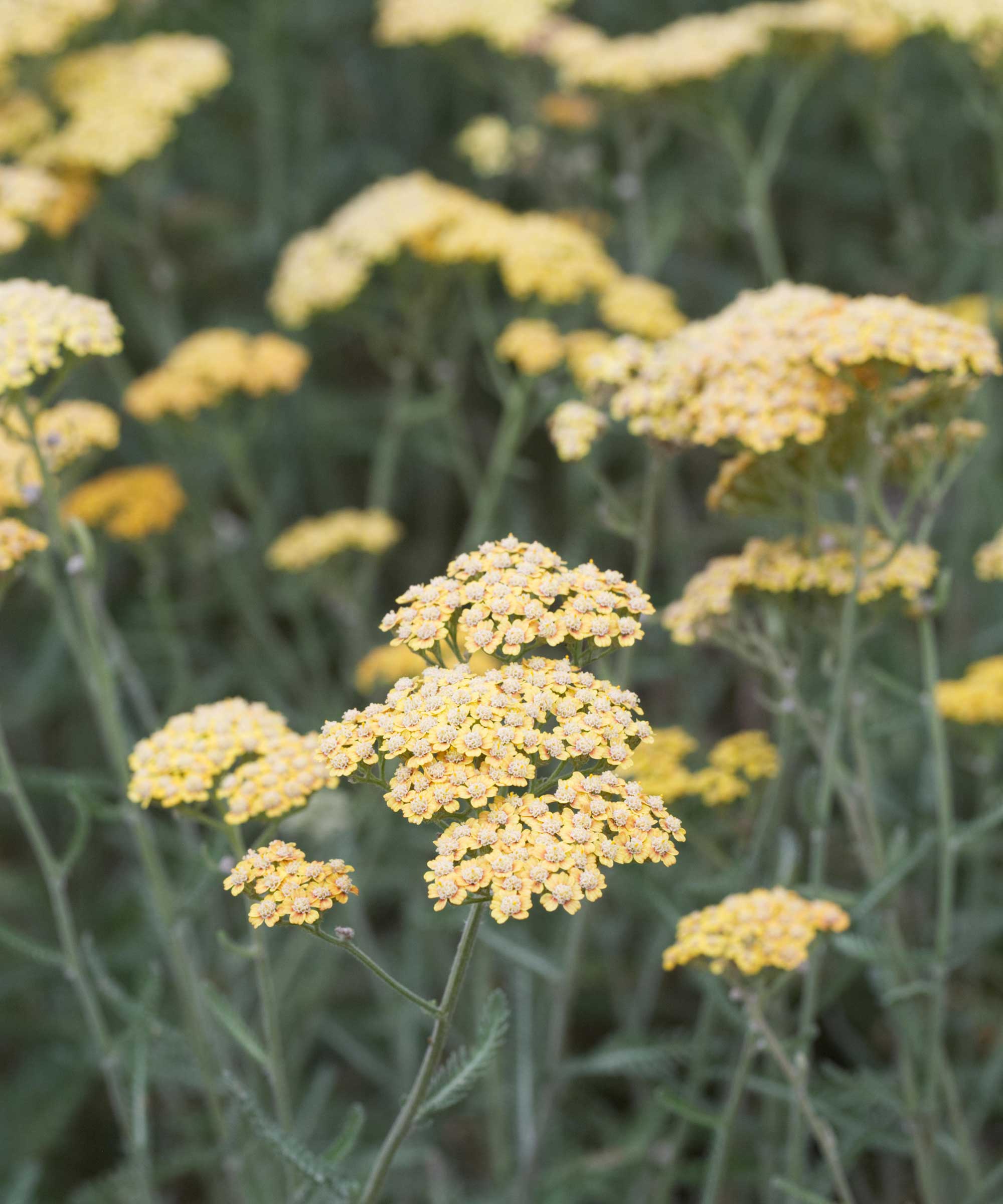 gelbe Achillea millefolium oder Schafgarbe