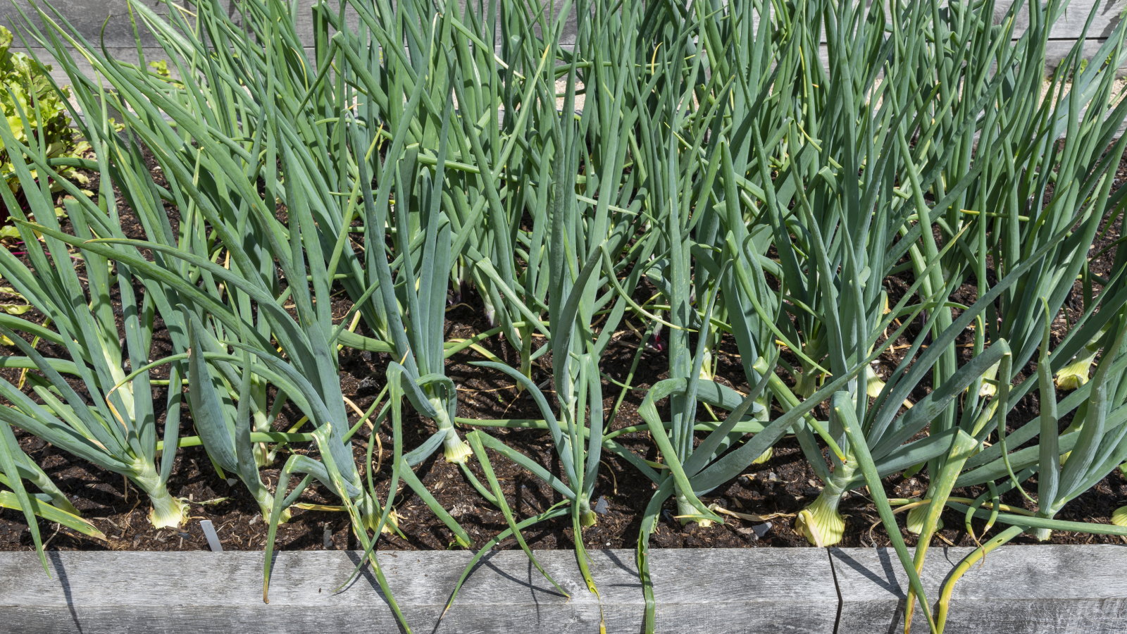Zwiebelpflanzen wachsen in einem Hochbeet in einem Gemüsegarten