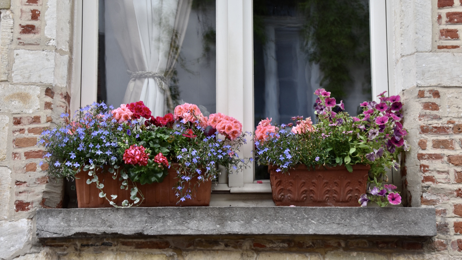 Blumenkästen in Frühlingsblüte