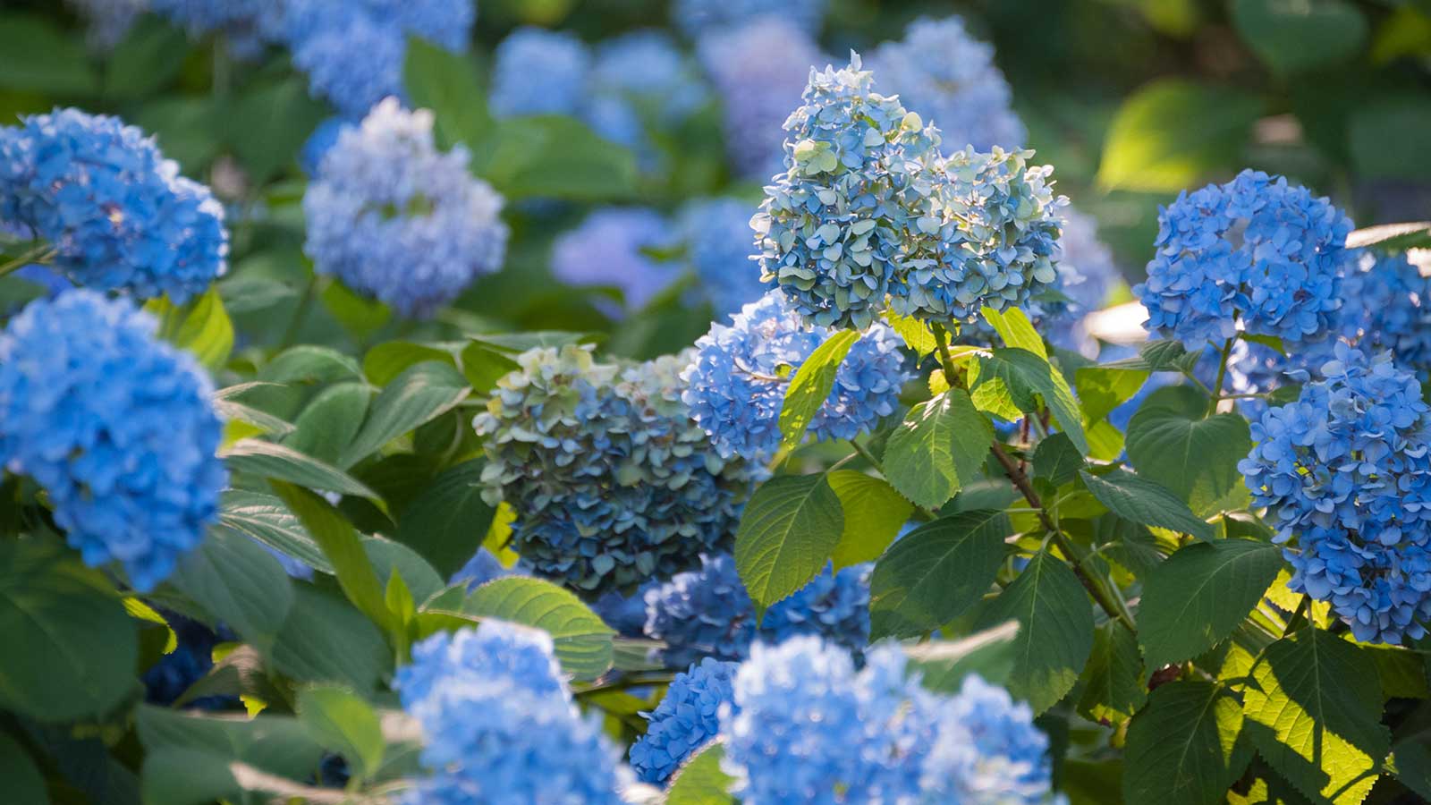 blaue Hortensien