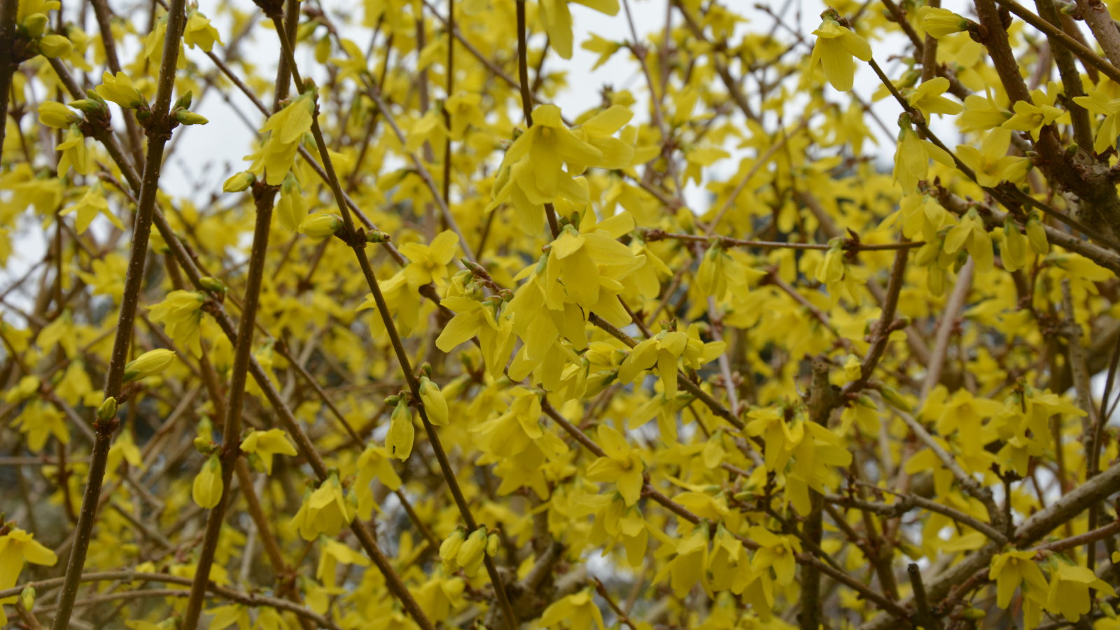 Eine Nahaufnahme eines Forsythienstrauchs, der im zeitigen Frühjahr mit leuchtend gelben Blüten bedeckt ist
