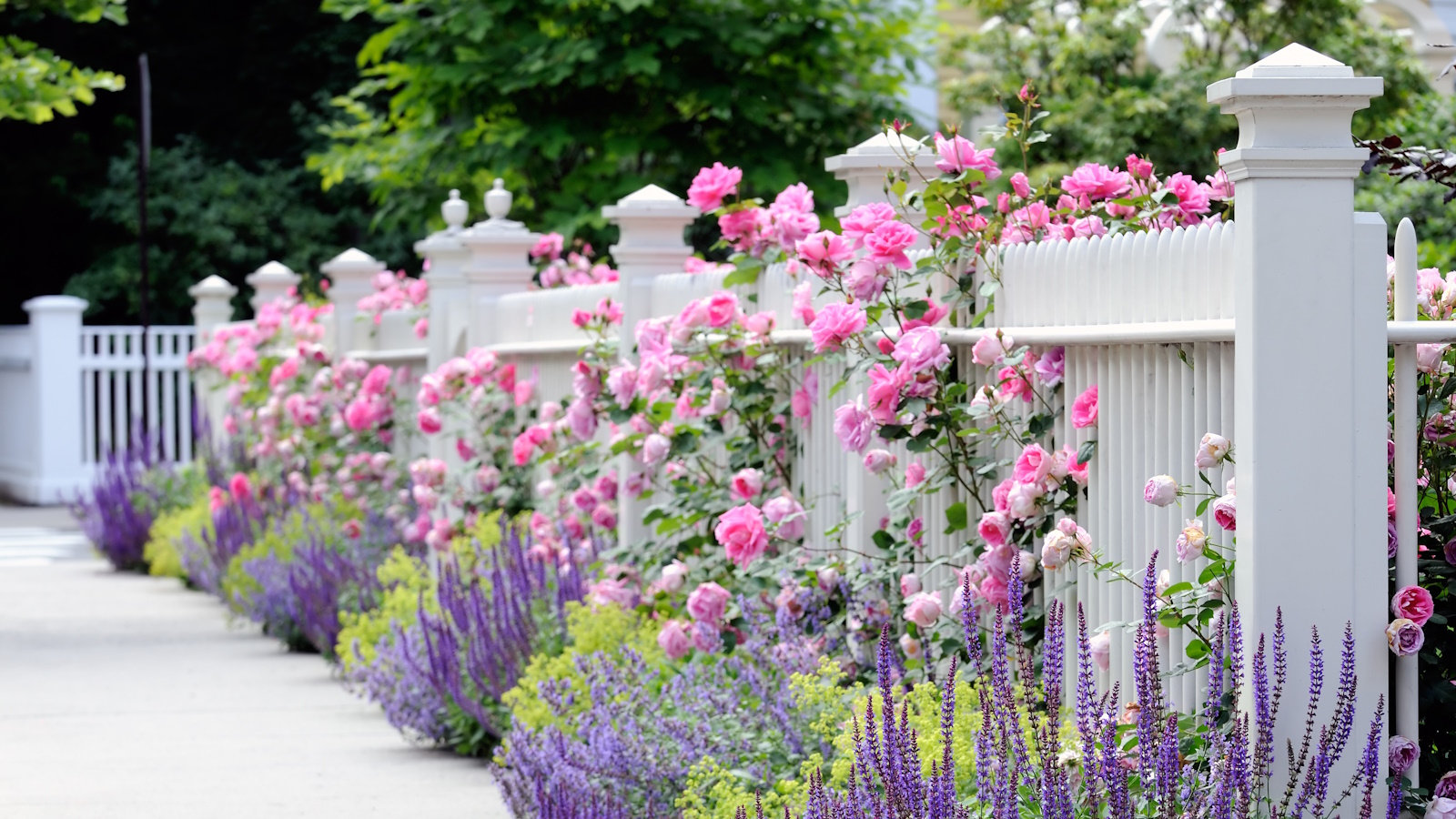 Weißer Lattenzaun mit rosa Rosen und Lavendelbepflanzung