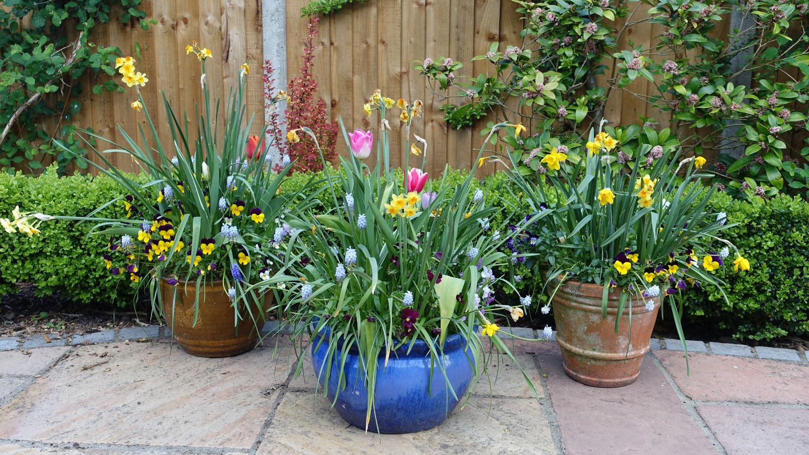 Zwei braune Blumentöpfe hinter einem leuchtend blauen Blumentopf auf einer Terrasse