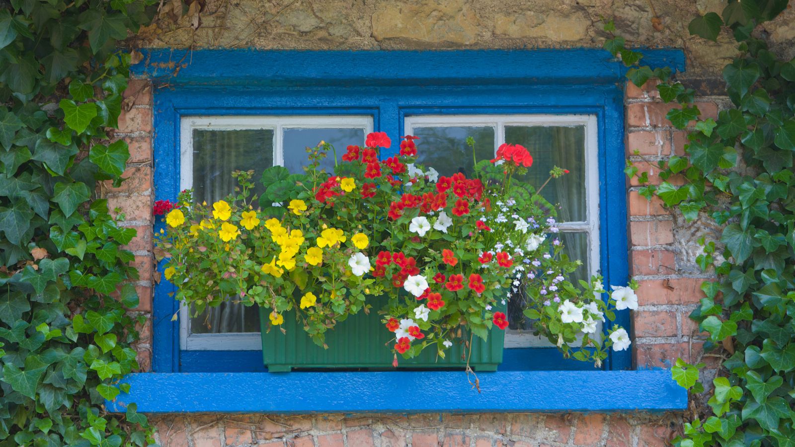 Blau gestrichenes Fenster mit geripptem grünem Pflanzkasten