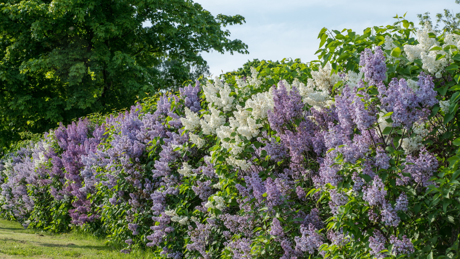 Fliedersträucher mit violetten und weißen Blüten