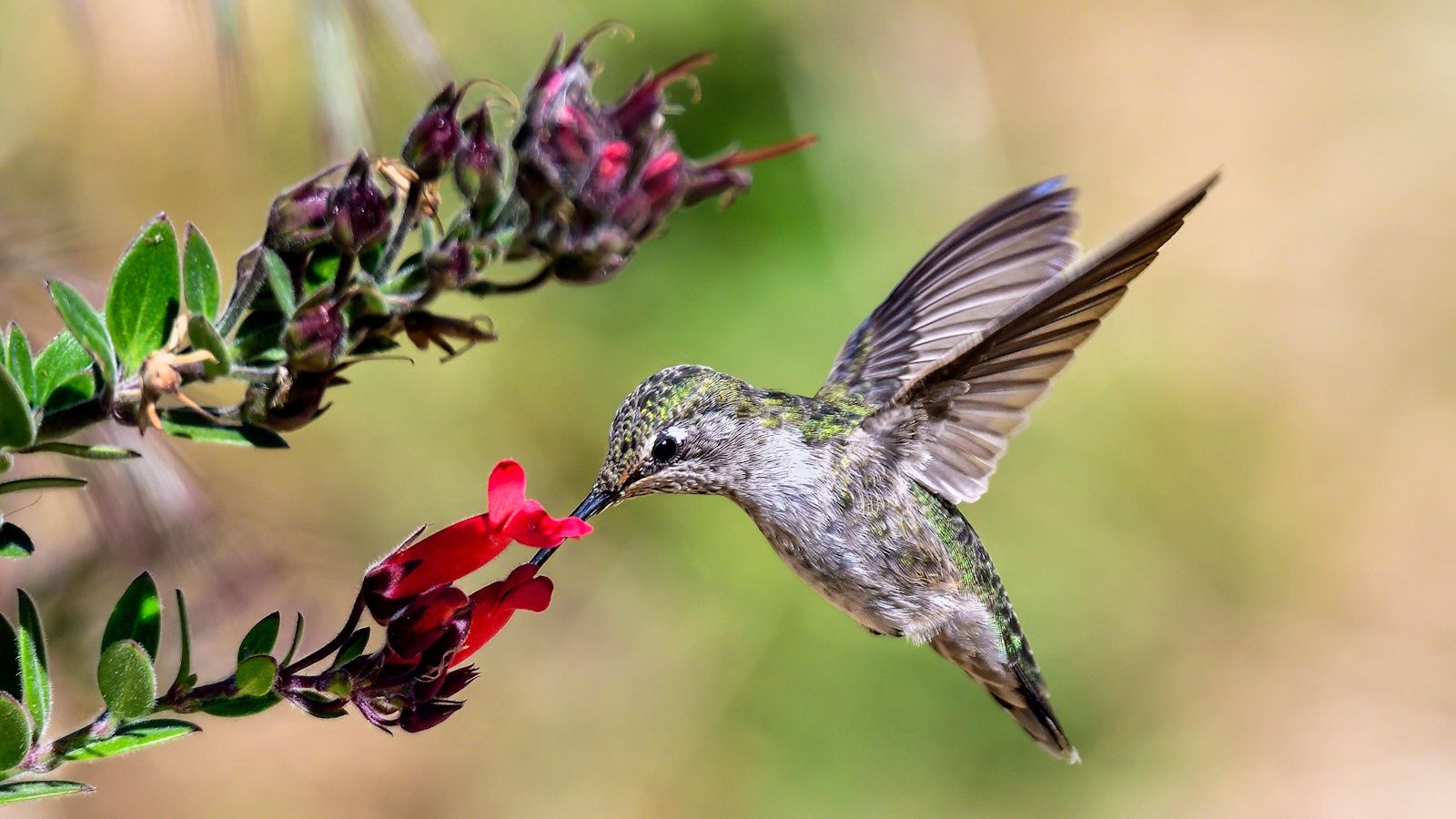 Hummingbird eating from red flower