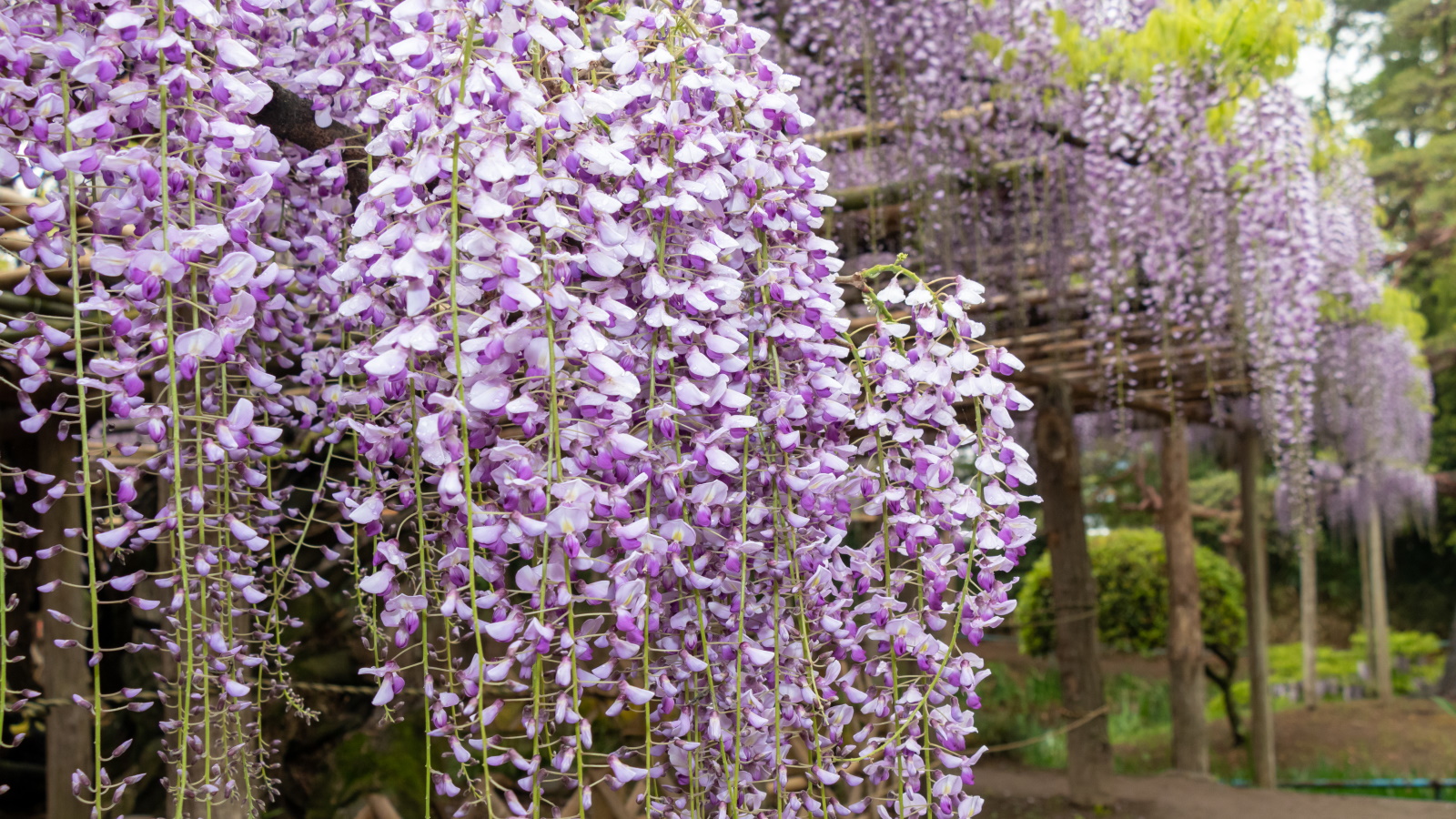 Glyzinienblüten blühen in Flieder
