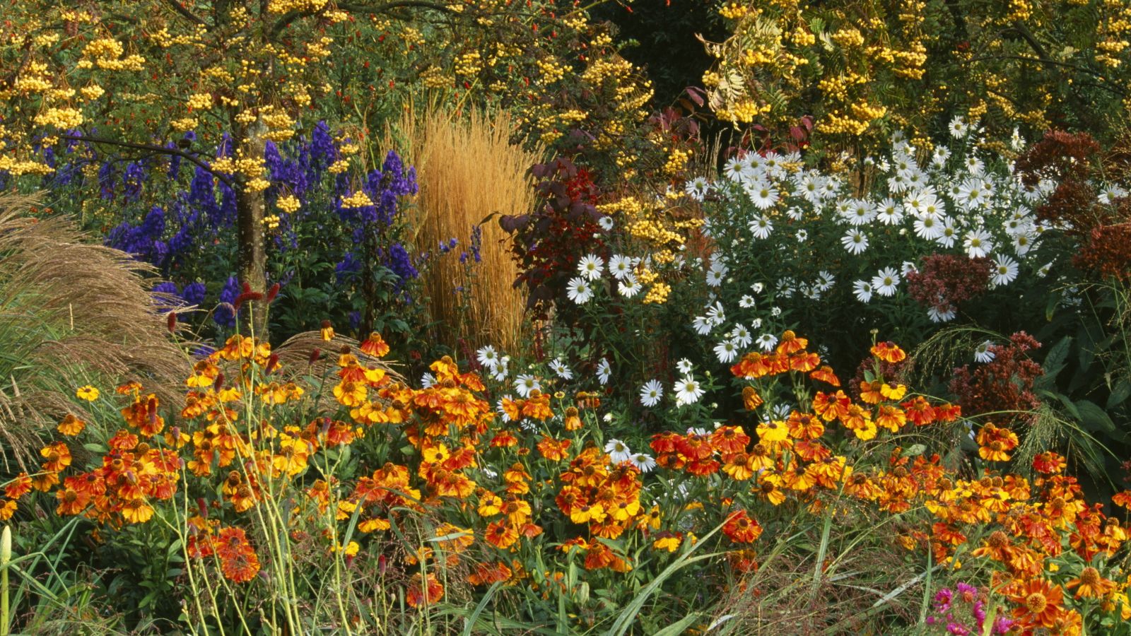 A flower border with Sorbus, Calamagrostis, Helenium, and Chrysanthemum blooming in the autumn