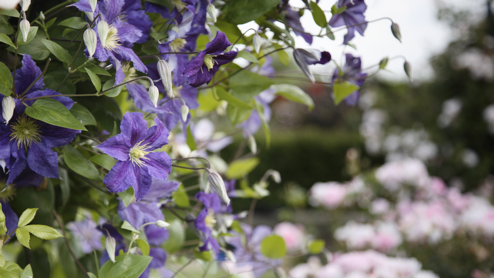 Lila Blüten mit gelben Zentren auf einer blühenden Clematis-Pflanze in einem Ziergarten