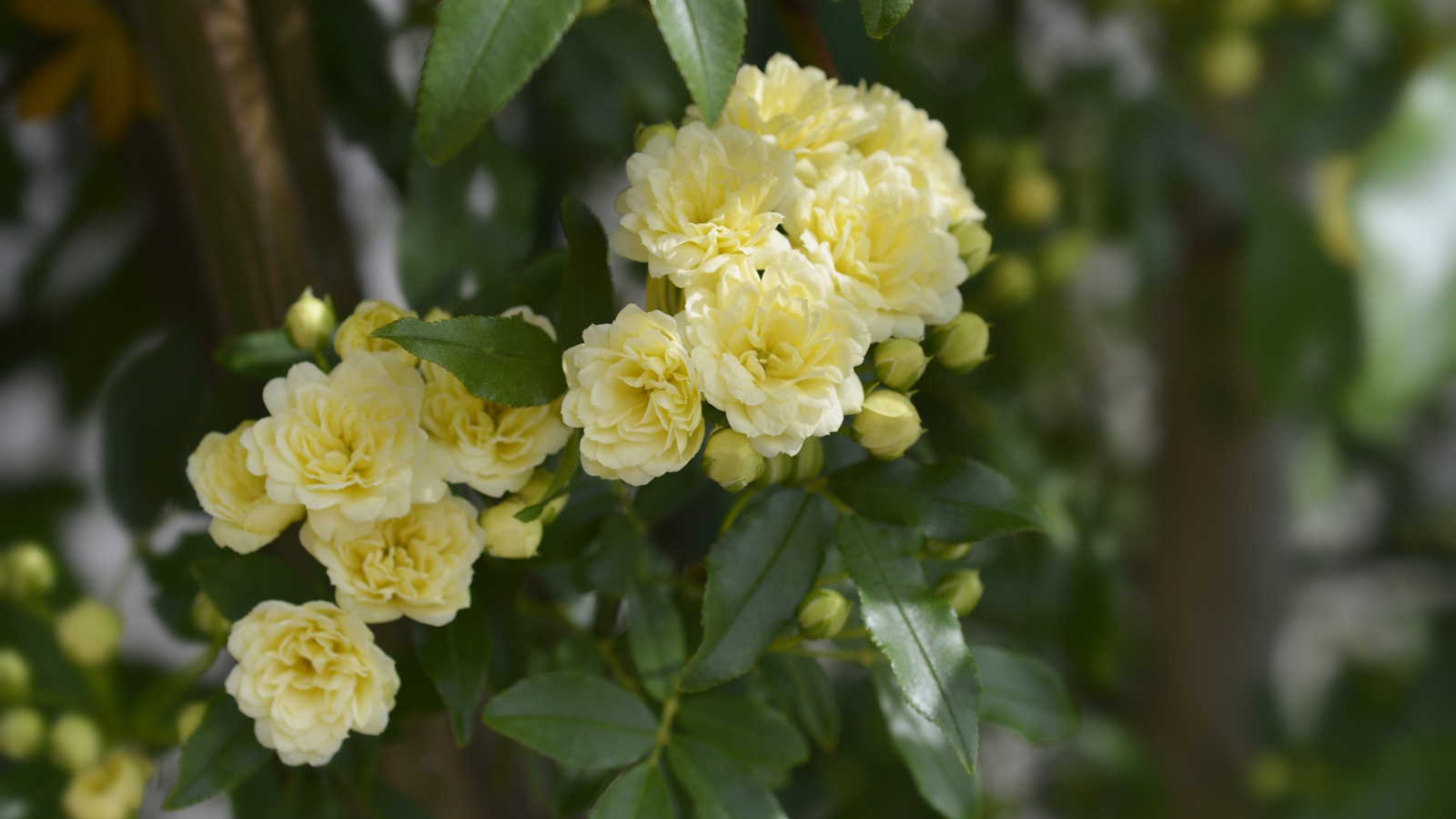 Gelbe Lady Banks-Rosentraube