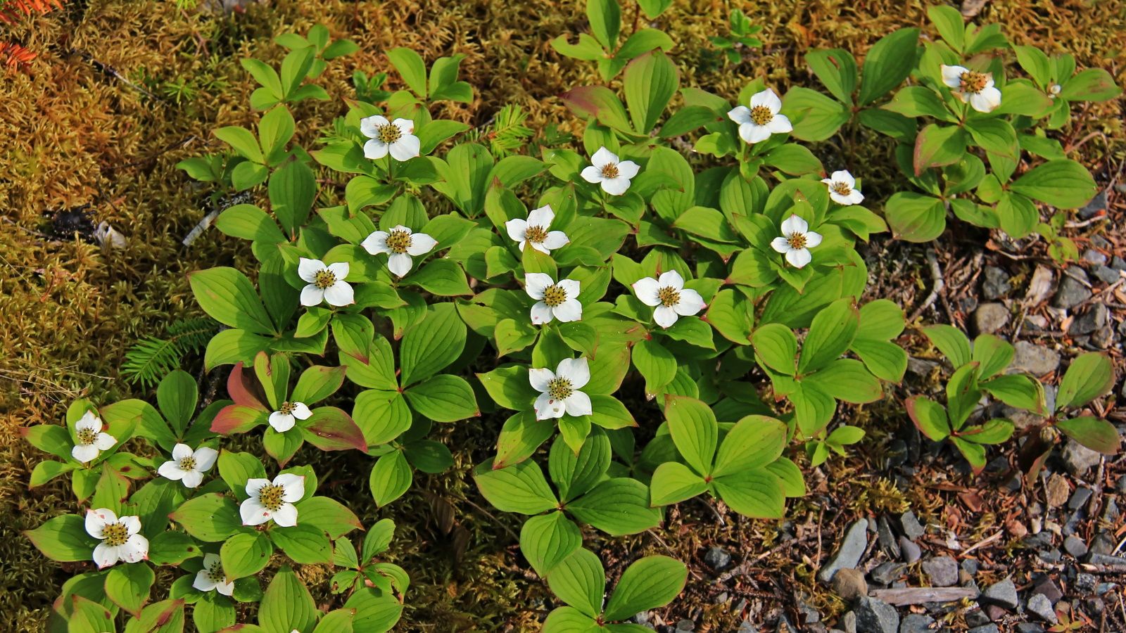 Creeping dogwood with white flowers
