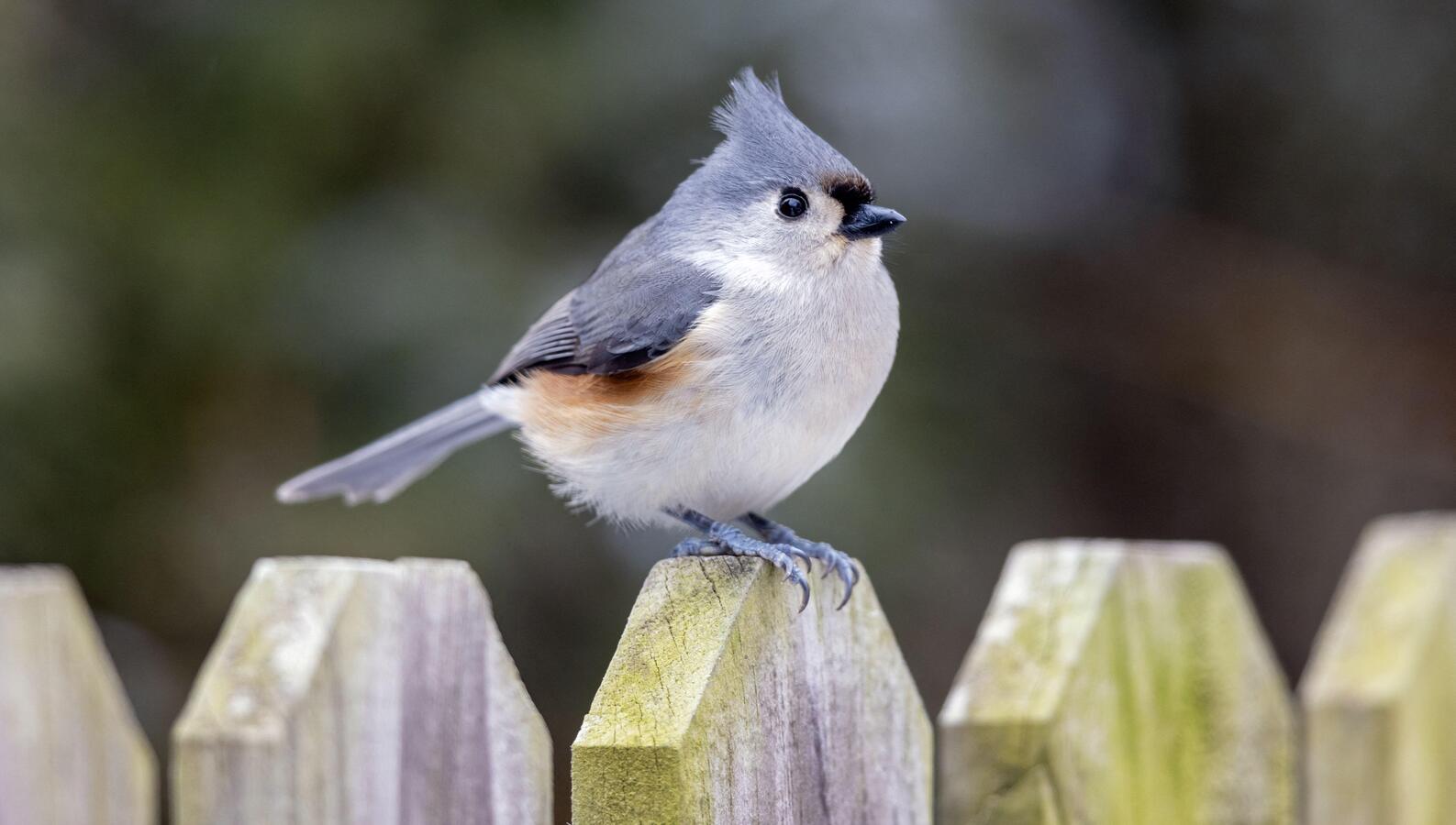 Büschelmeise (Baeolophus bicolor) thront auf einem hölzernen Lattenzaun in Iowa
