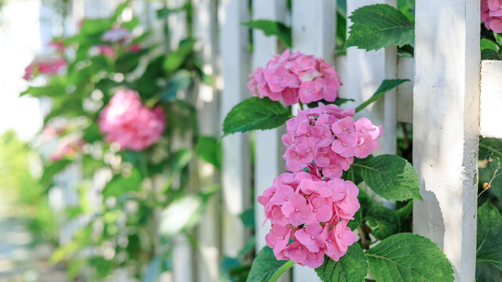 Hortensie, Lattenzaun