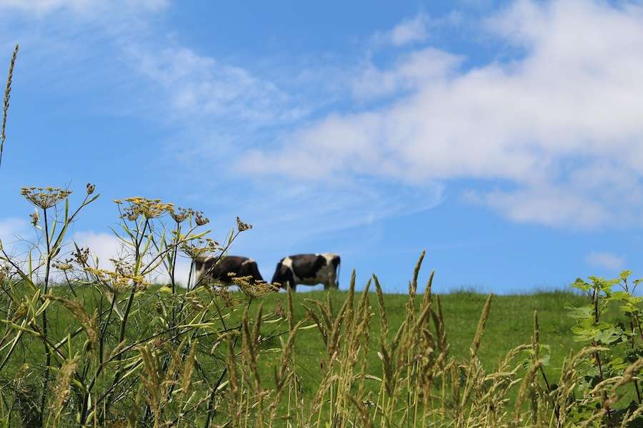 Government sets out Farming Roadmap 2050 for English agriculture