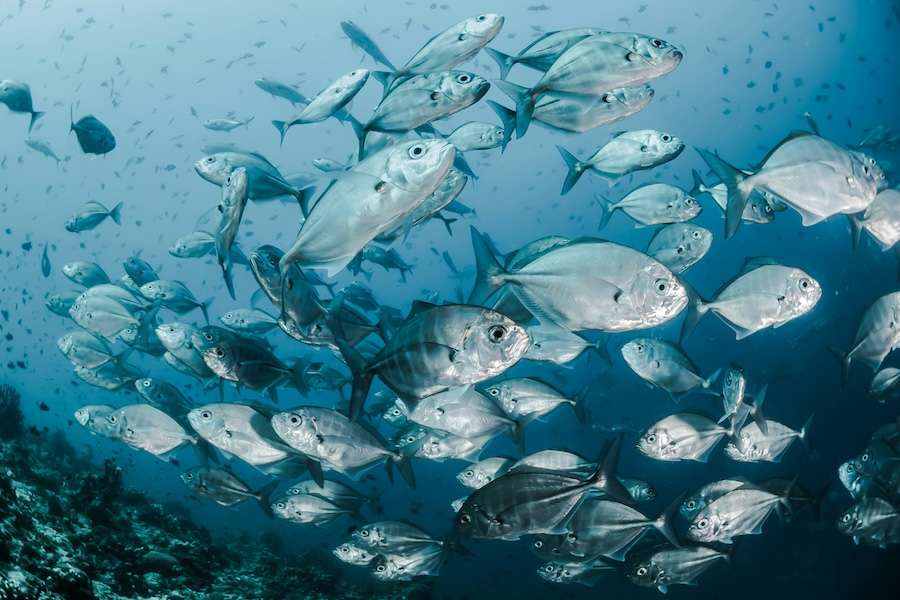 The world agreed to protect 30% of the ocean by 2030 – but marine protection can’t be judged by area alone