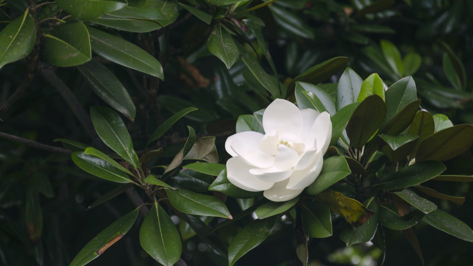 Eine weiße Blume vor dem dunklen Laub einer Sweetbay-Magnolie