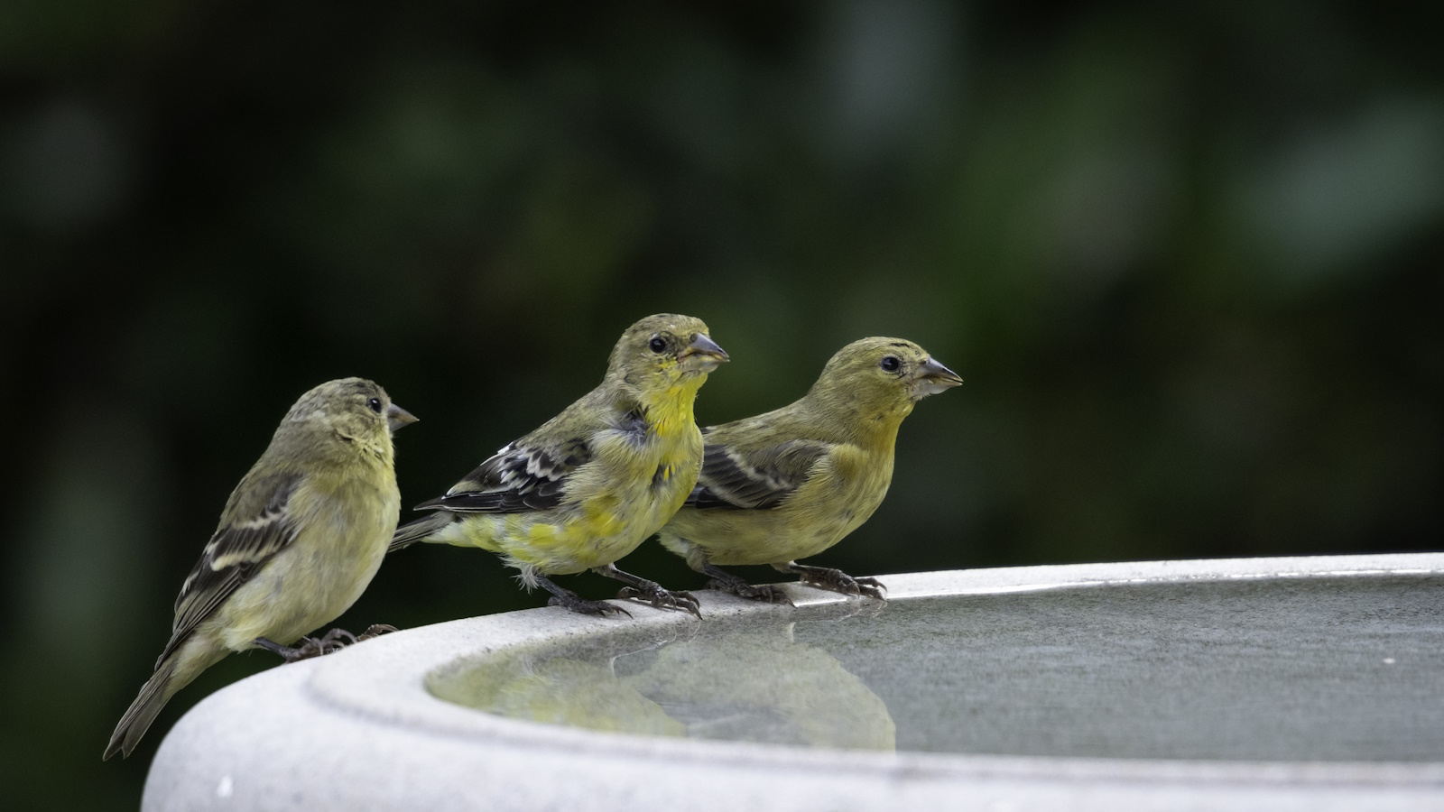 Amerikanische Stieglitze thronten auf einem steinernen Vogelbad