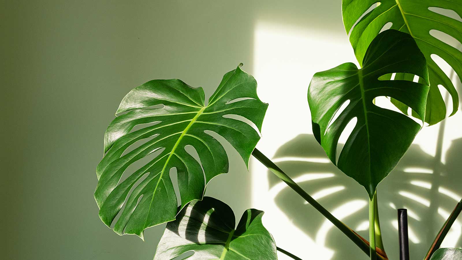 Monstera-Blätter