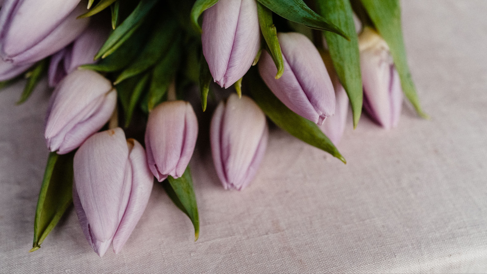 Lila Tulpen auf errötender Tischdecke
