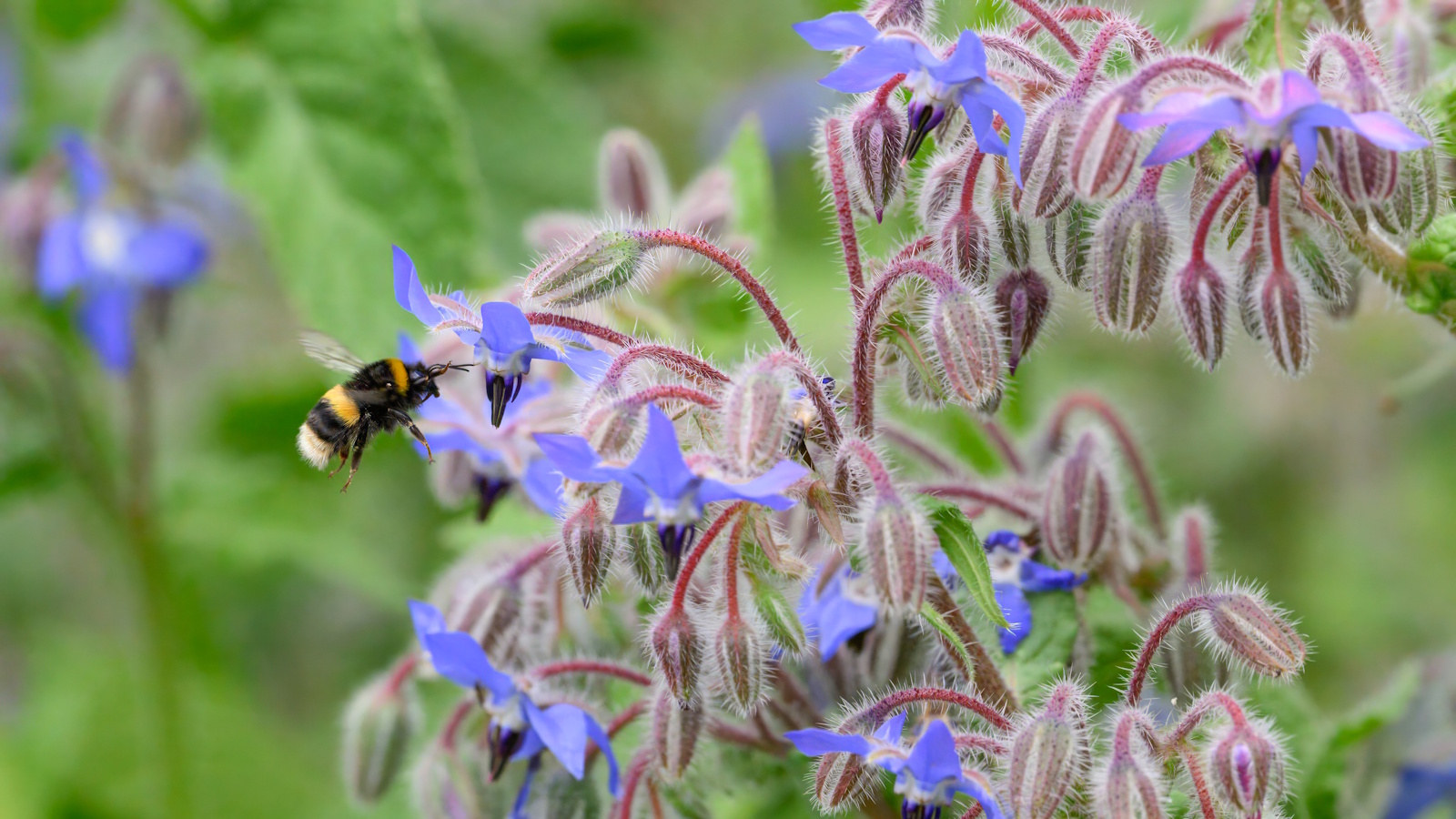 Eine Biene sammelt Nektar von blauen Borretschblüten