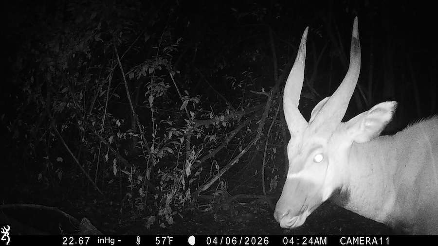 Incredibly rare antelope captured on camera in region where they were thought to have disappeared