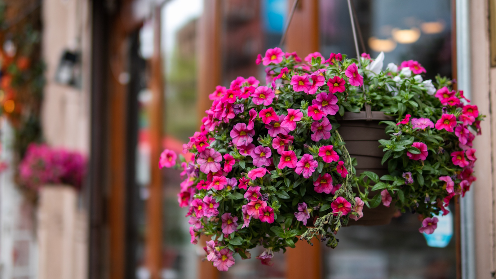Hängender Korb gefüllt mit rosa Blüten