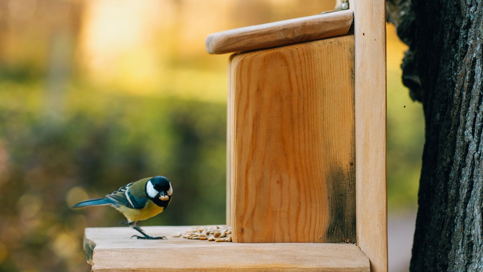Bird eating seeds from a wooden bird house