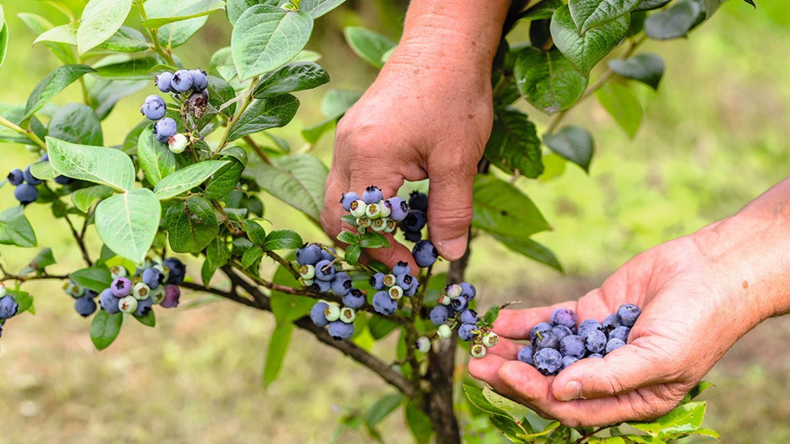 A gardener picking blueberries off a bush and holding them in her hand