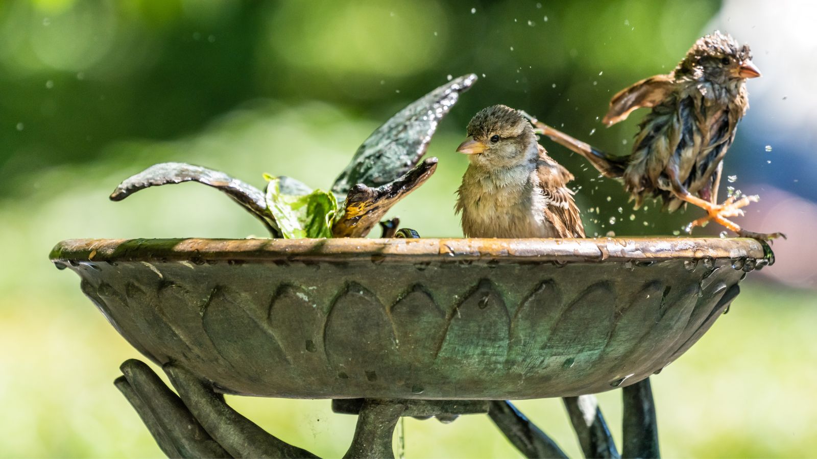 Vögel baden in einem steinernen Vogelbad