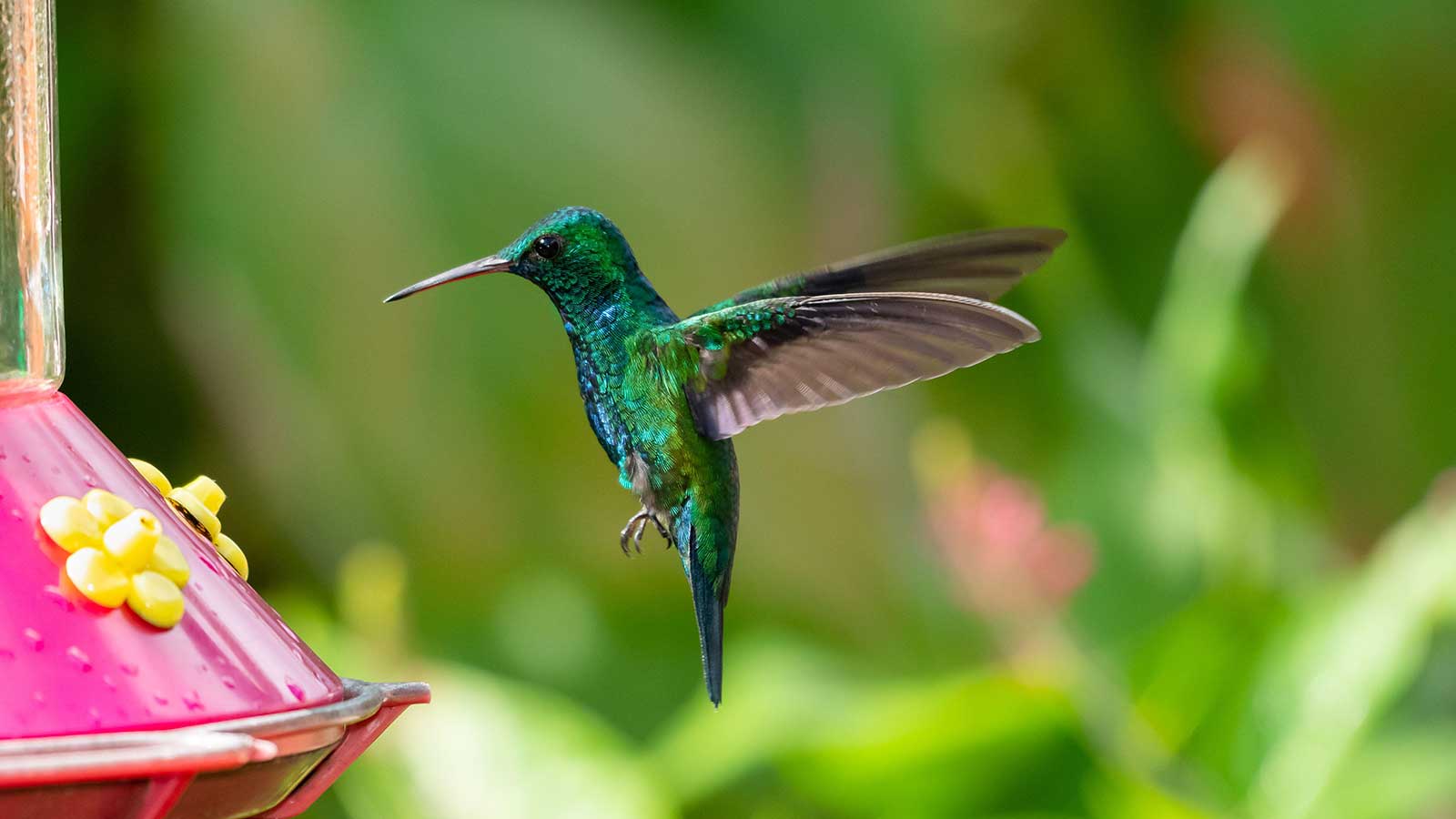 Blauer Kolibri und Futterhäuschen
