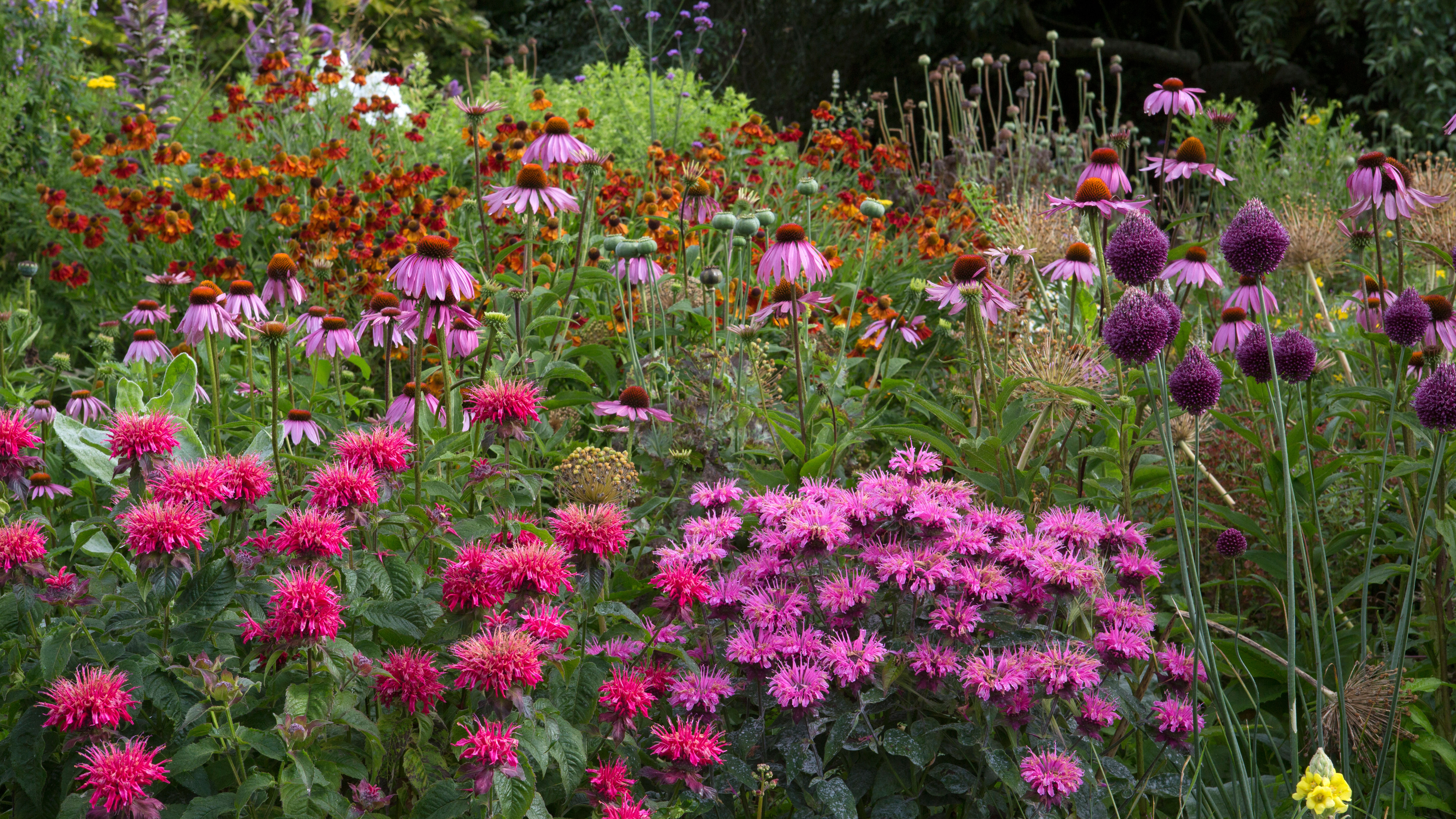 Spätsommerblumen, gepflanzt in einem gemischten Beet
