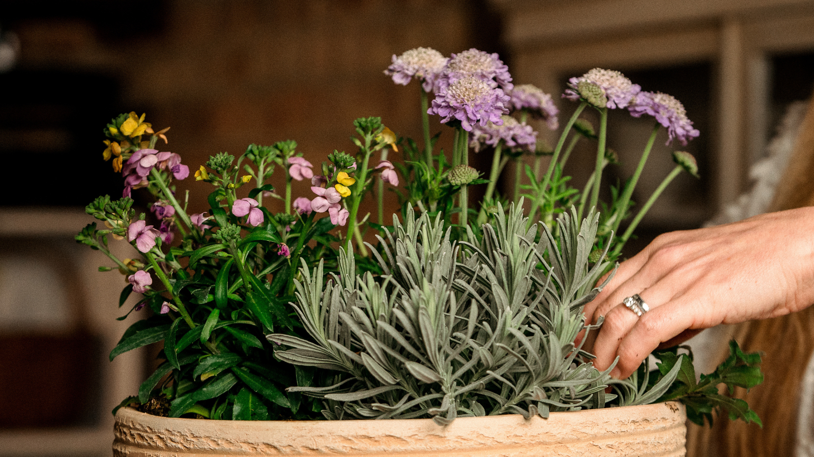 Topf mit Lavendel, Witwenblume und Mauerblümchen