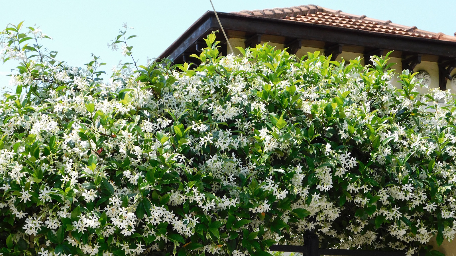 Die immergrüne Kletterpflanze, Sternjasmin, mit weißen Blüten in einem Garten