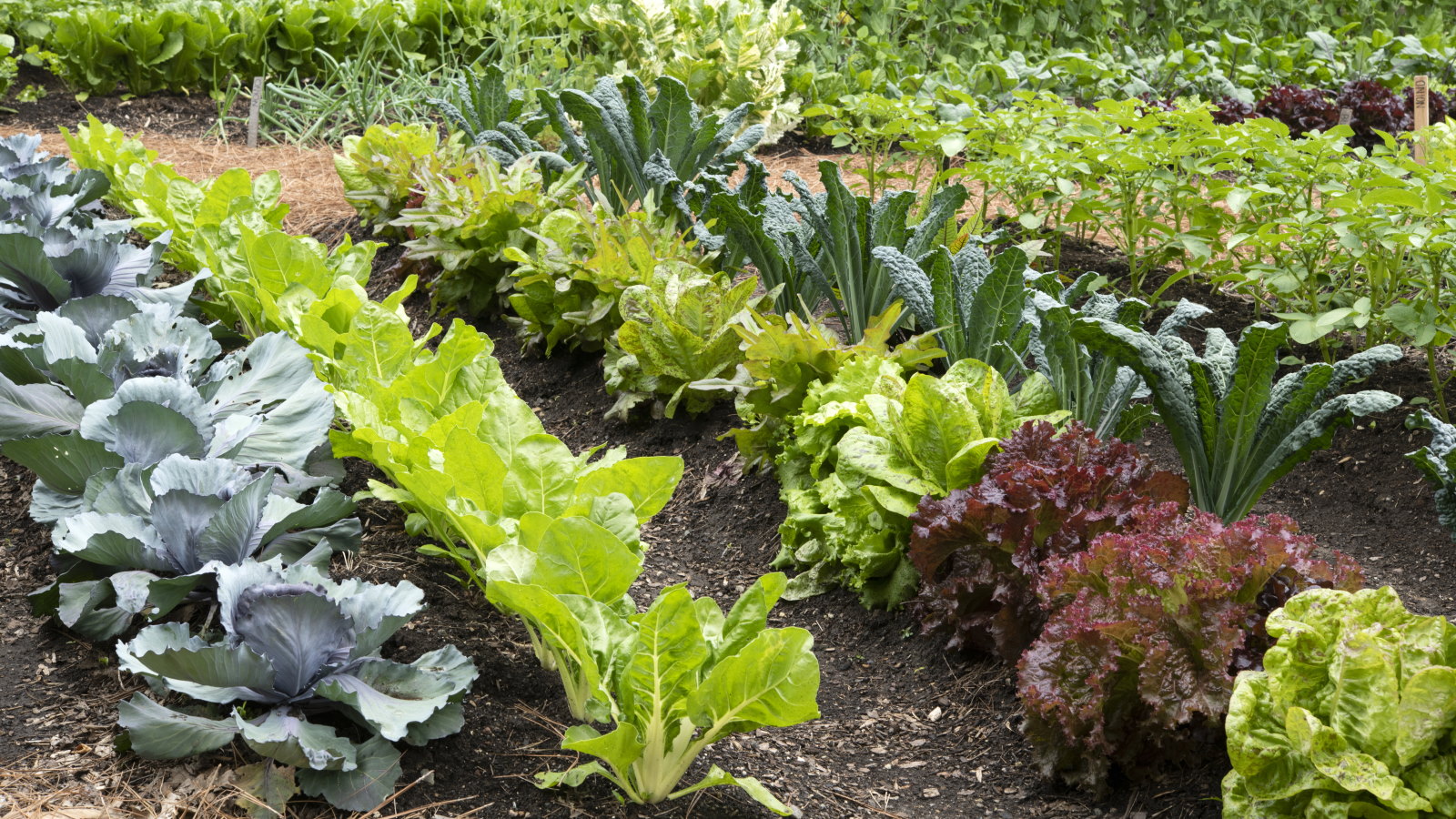 Gemüsegarten voller Feldfrüchte