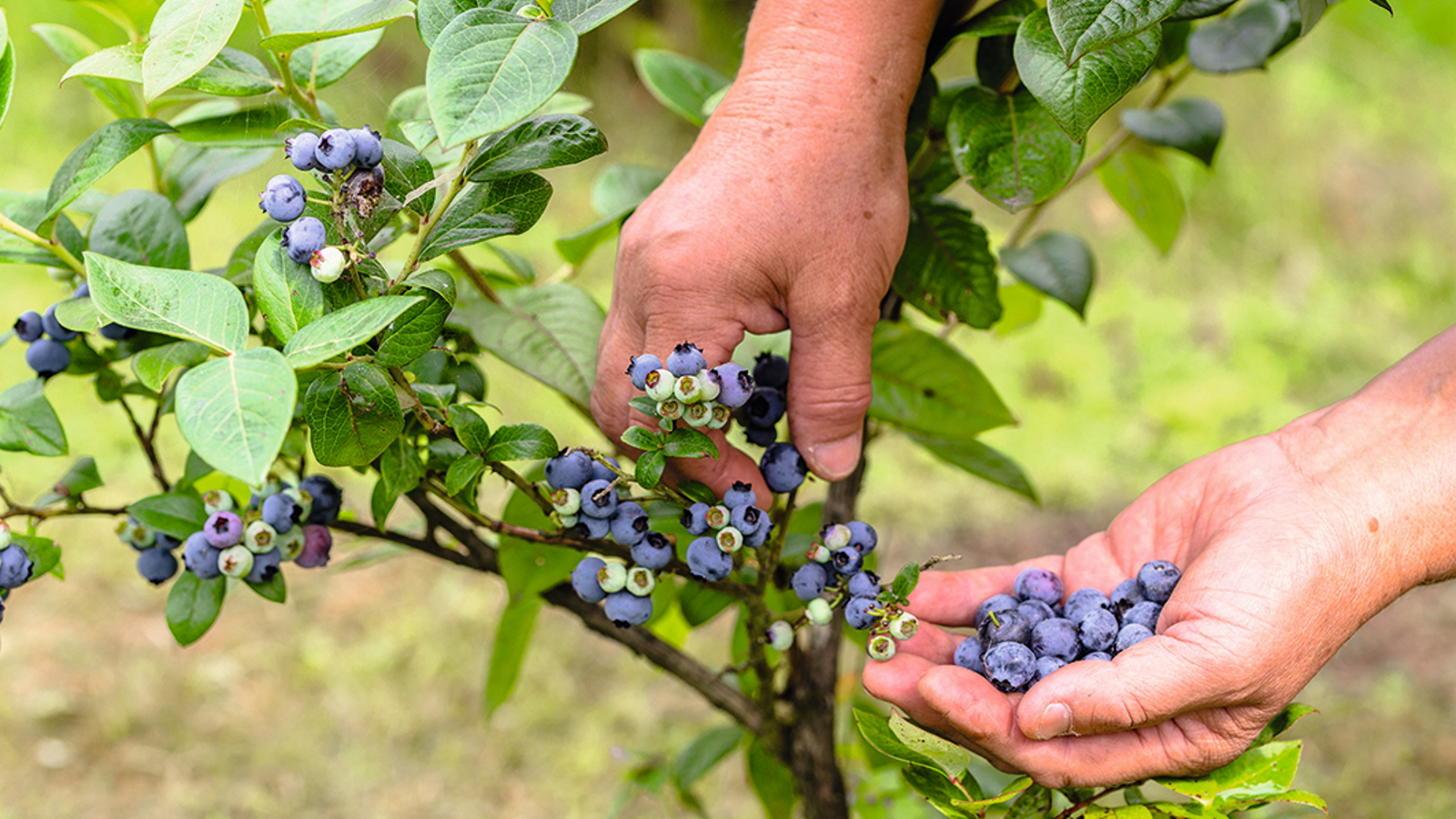 Eine Gärtnerin pflückt Blaubeeren von einem Strauch und hält sie in der Hand