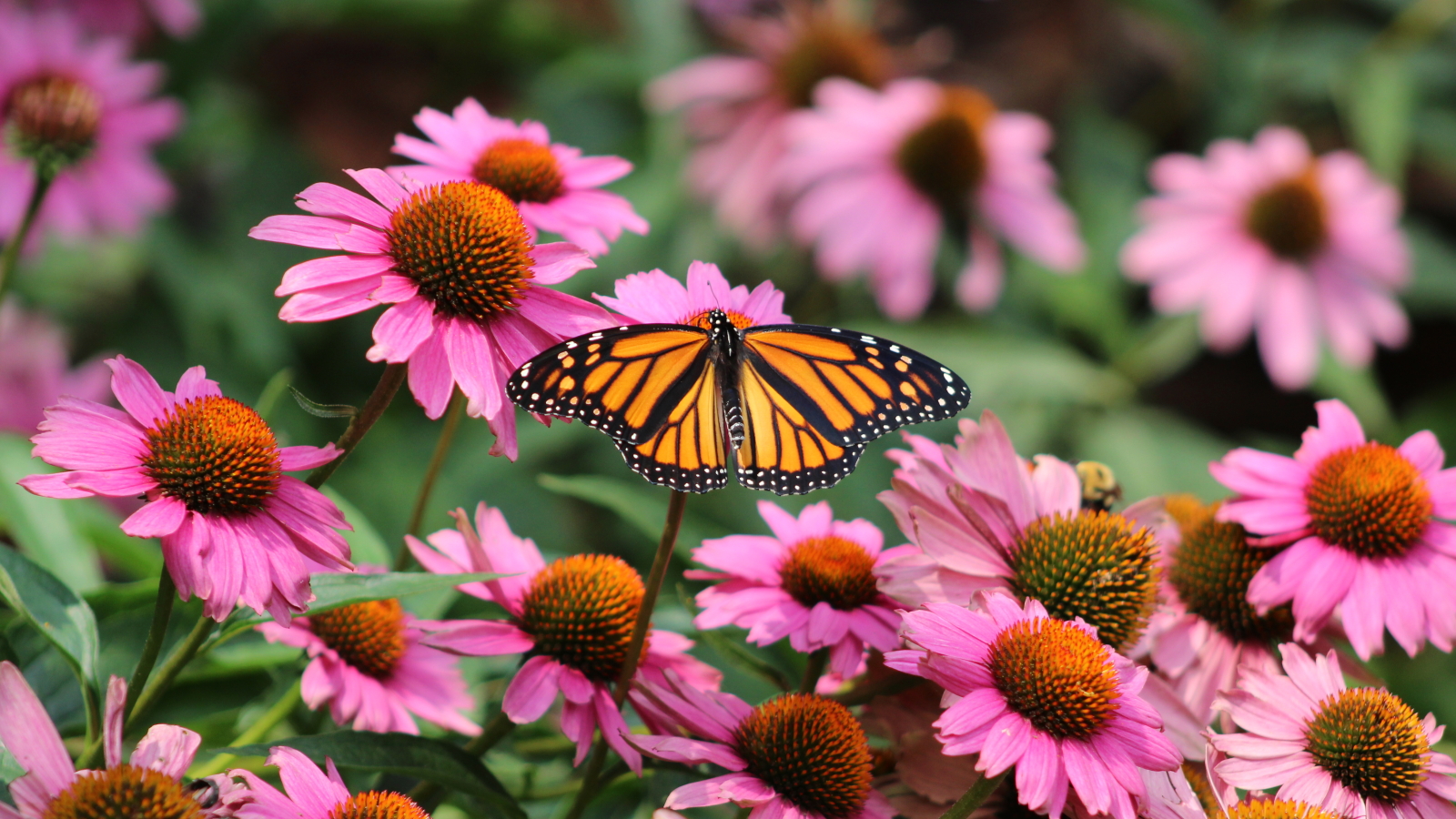 Ein Schmetterling mit goldenen Flügeln besucht die rosa-violetten Blüten einer violetten Sonnenhutpflanze