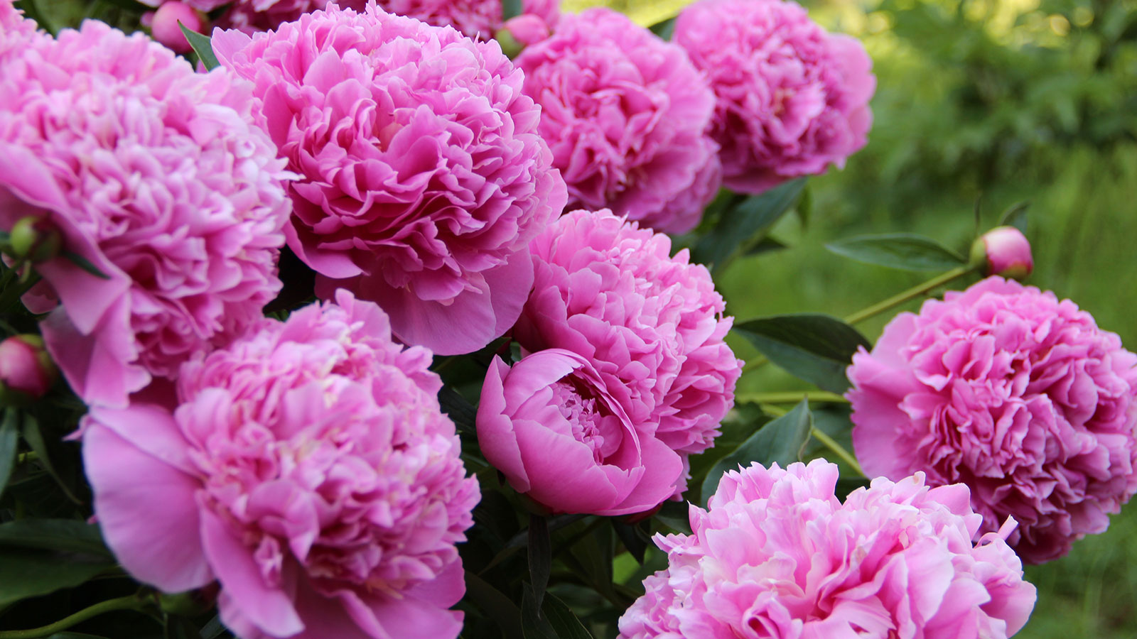 Rosa Pfingstrosen in voller Blüte in einem Garten