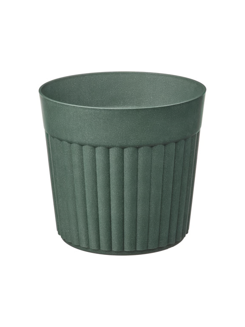 FRÄKENVÄXT Blumentopf
